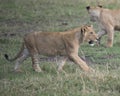 Sideview Closeup of young lioness walking in green grass
