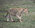 Sideview Closeup of young lioness walking in green grass