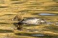 Sideview of a female barrow`s goldeneye