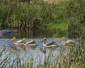 Sideview of four white pelicans swimming in a water hole with one partially submerged hippo in the background