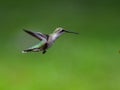 Sideview of a garden visitor known as the Ruby throated humming bird hovering with a deep green background