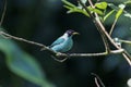 Green honeycreeper in light, Folha Seca, Brazil