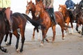 Sideview group horseback riding on the beach Royalty Free Stock Photo