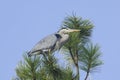 Sideview of heron perched in tree Royalty Free Stock Photo