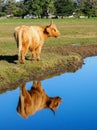 Highland cattle bull in paddock with mirror image reflection against blue sky  in pond Royalty Free Stock Photo