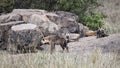 Sideview of a hyena standing on a rock den with 3 hyenas lying in the background