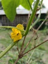 Sideview image of a beautiful looking yellow flower. Royalty Free Stock Photo