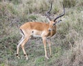 Sideview of impala with large antlers standing in grass