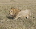 Sideview of large male lion walking through tall grass Royalty Free Stock Photo