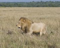 Sideview of large male lion walking through tall grass