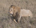 Sideview of large male lion walking through tall grass Royalty Free Stock Photo