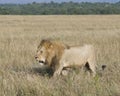 Sideview of large male lion walking through tall grass