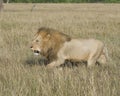 Sideview of large male lion walking through tall grass Royalty Free Stock Photo