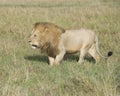 Sideview of large male lion walking through tall grass Royalty Free Stock Photo