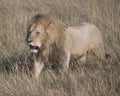 Sideview of large male lion walking through tall grass