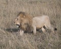 Sideview of large male lion walking through tall grass Royalty Free Stock Photo