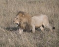 Sideview of large male lion walking through tall grass