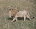 Sideview of large male lion walking through tall grass Royalty Free Stock Photo