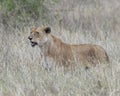 Sideview of lioness snarling standing in tall grass