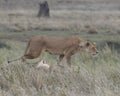 Sideview of lioness standing looking alertly ahead