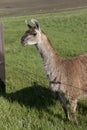 Sideview of Llama by fence. Royalty Free Stock Photo