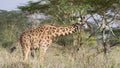 Sideview of a Masai Giraffe feeding from a tree Royalty Free Stock Photo
