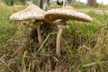 Macrolepiota procera or Large Parasol Mushroom