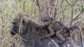 Sideview of a mother baboon walking through tall grass with a baby baboon riding her back Royalty Free Stock Photo