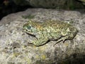 Sideview of a natterjack toad at a grey rock outdoors Royalty Free Stock Photo