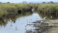 Sideview of nine Flamingos standing in water with two Blackwinged Stilt standing in the foreground