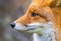 Sideview portrait of European red fox