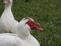 Sideview portrait of a Muscovy duck