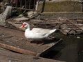 Sideview of a Muscovy duck climbing on a rusty door Royalty Free Stock Photo