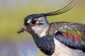 Sideview portrait of Northern lapwing with detailed wing