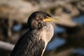 Sideview portrait of a juvenile Double-crested Cormorant bird Royalty Free Stock Photo