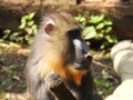 Sideview portrait of an young mandrill