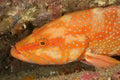 Sideview of a rock cod Royalty Free Stock Photo