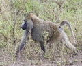 Sideview of a single adult baboon walking in grass