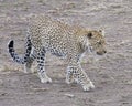 Sideview of a single adult Leopard walking in dirt looking forward