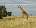 Sideview of single giraffe walking away in grass with blue cloudy sky in the background Royalty Free Stock Photo