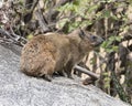 Sideview of a single Rock Hyrax on a rock looking forward with a blade of grass in his mouth