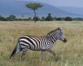 Sideview of single zebra walking in grass with head raised