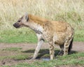 Sideview of spotted hyena urinating