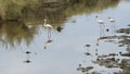 Sideview of Three Flamingos standing in water with two Blackwinged Stilt standing in the foreground