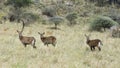 Sideview of three Waterbuck standing in grass with heads raised with four impala in the background