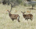 Sideview of three Waterbuck standing in grass with heads raised with four impala in the background