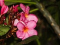 sideview of a wet pink frangipani flower