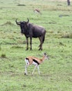 Sideview of wildebeest standing in short green grass with a Thompson Gazelle in the foreground and background