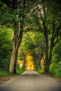 Sidewalk alley path with trees in park.