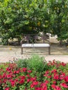 Sidewalk bench, flowers and a Lemon Tree Royalty Free Stock Photo
